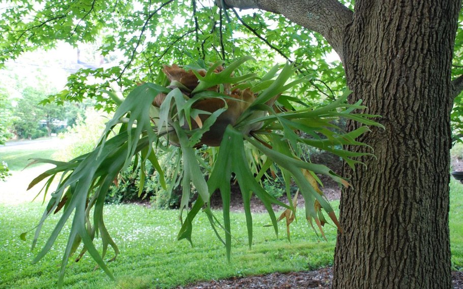 Папоротник Платицериум