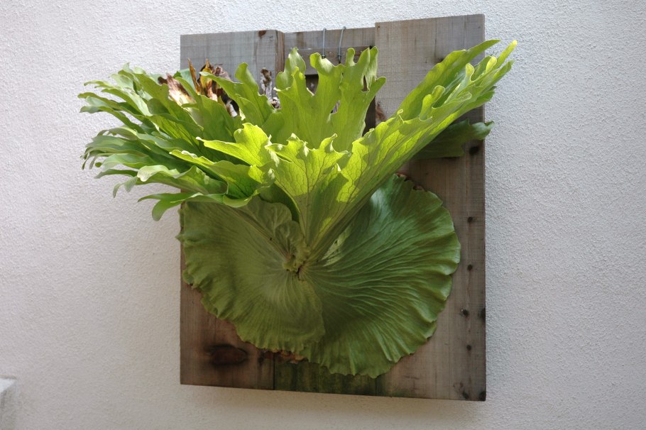 Платицериум стемария