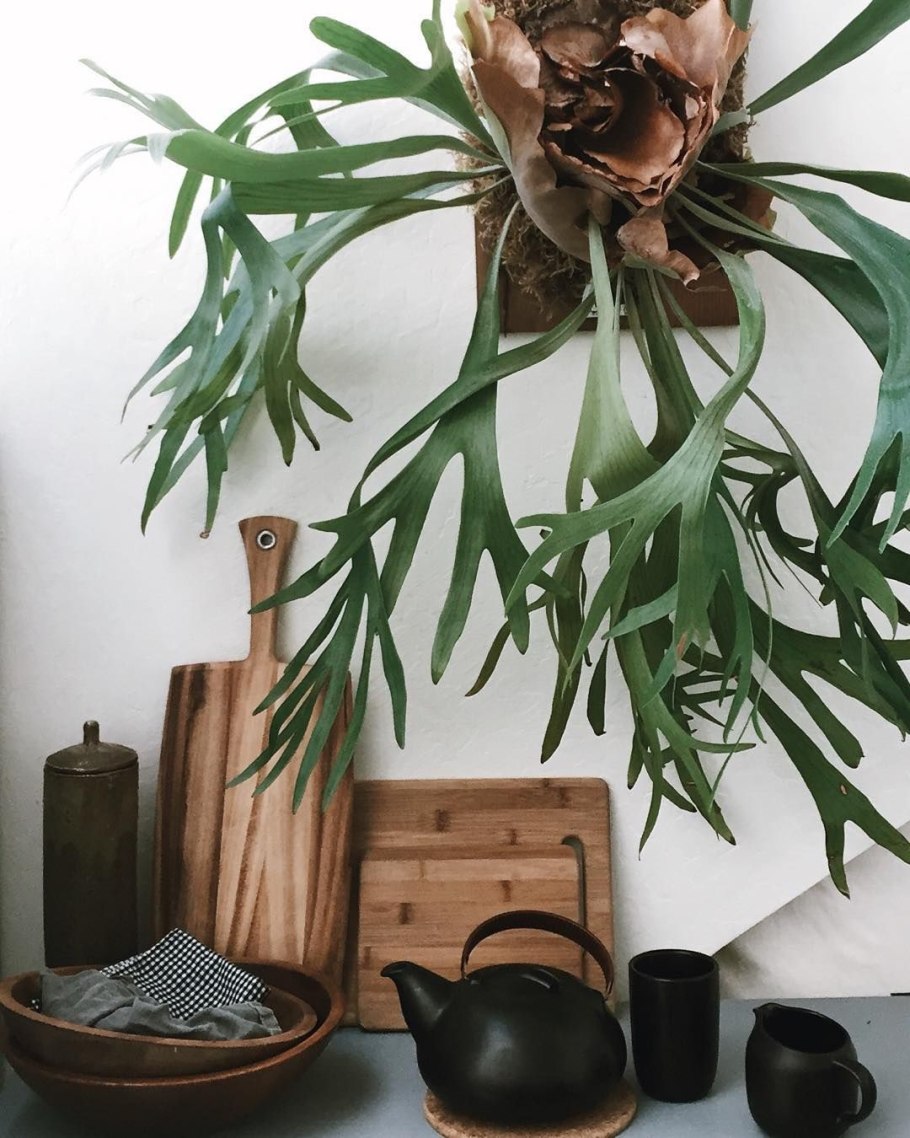 Платицериум лосерогий