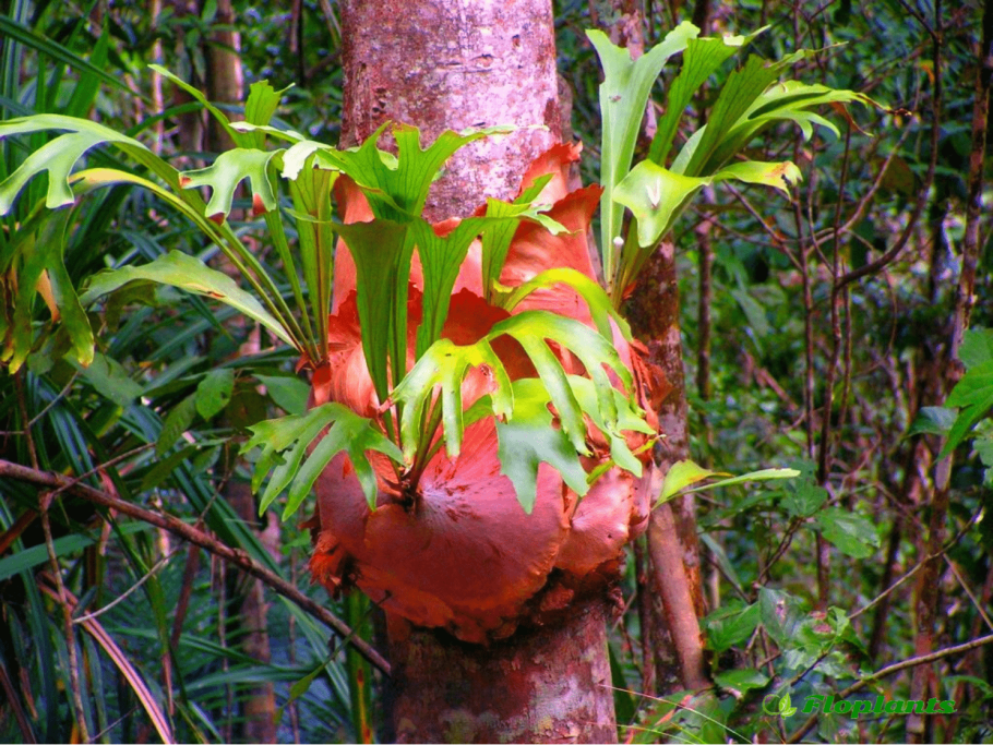 Папоротник Оленьи рога Платицериум