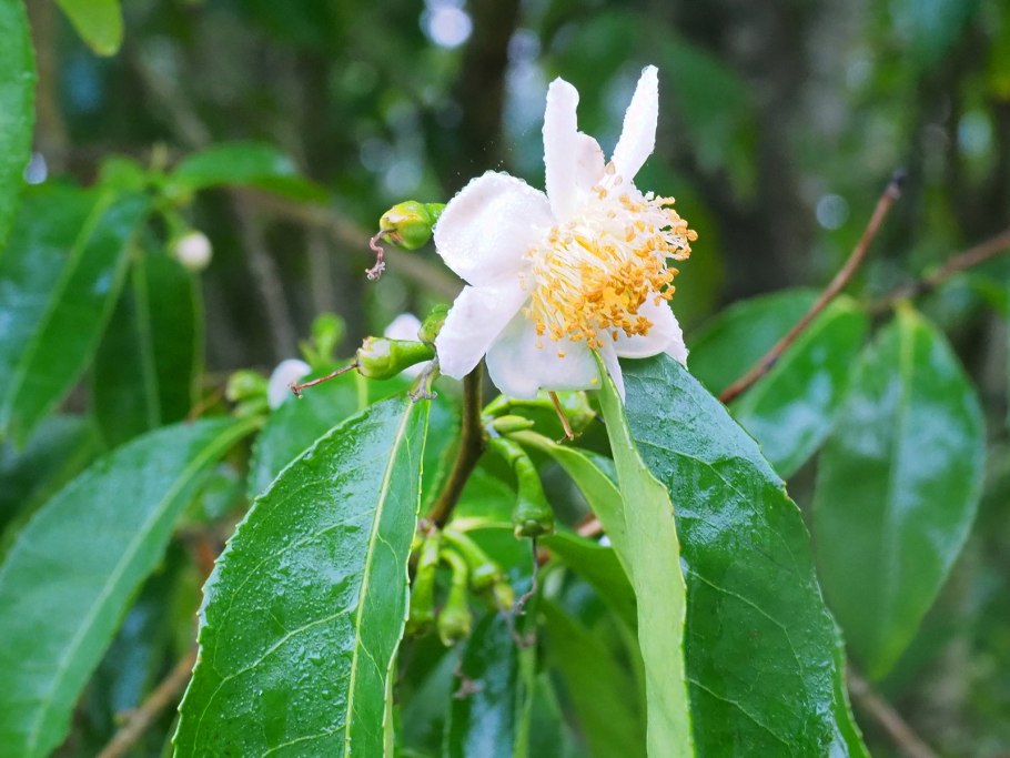 Camellia Oleifera