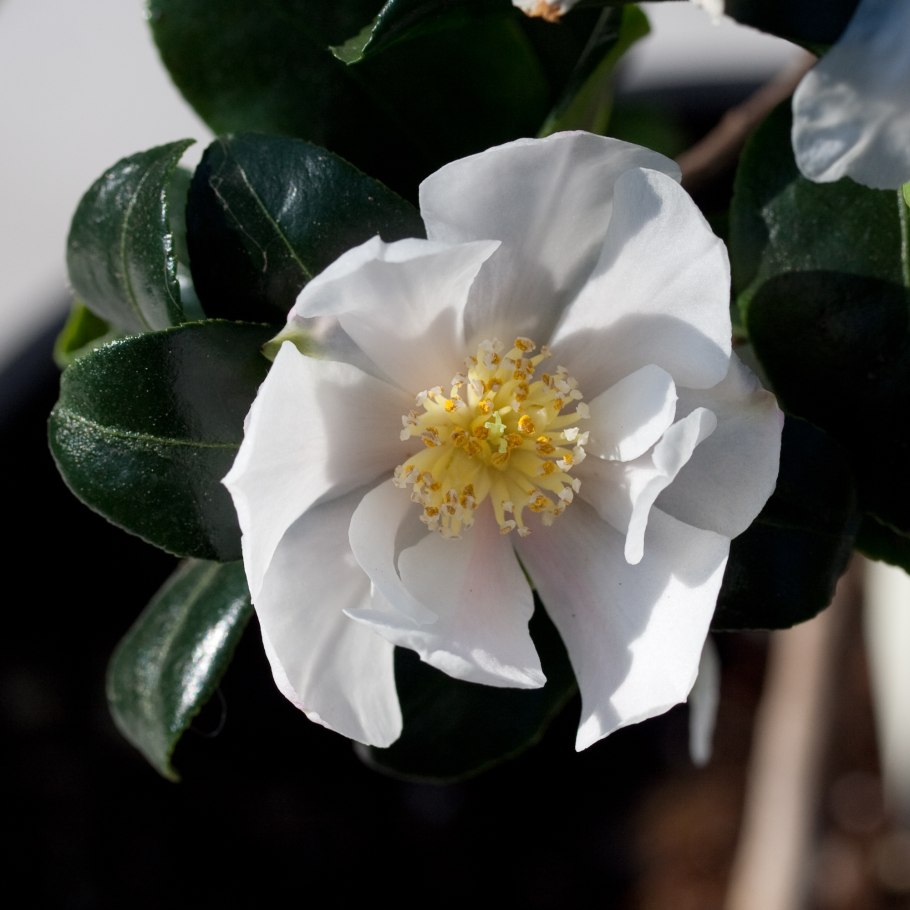 Камелия японская древовидная