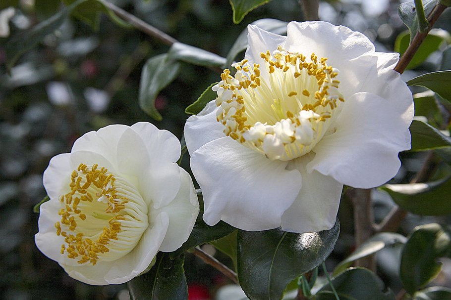 Camellia музыкант