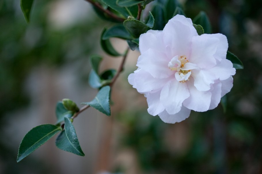 Камелия сасанква Горная