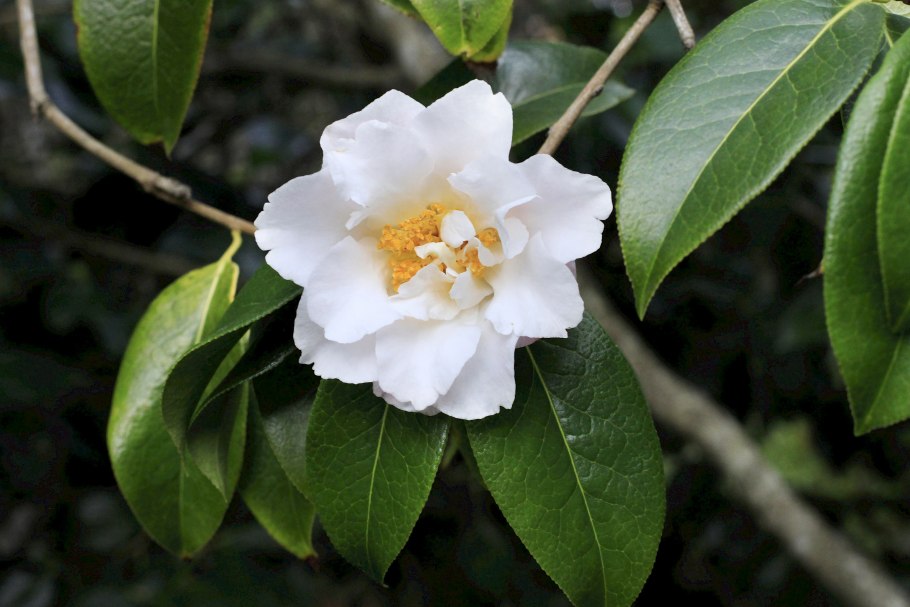 Камелия китайская