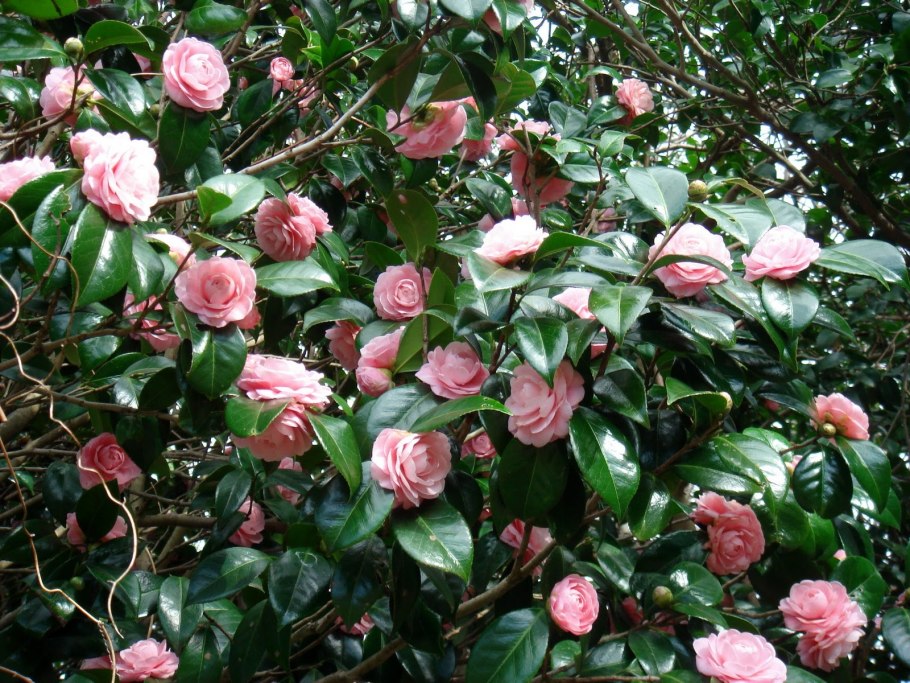 Camellia japonica/Камелия Японика