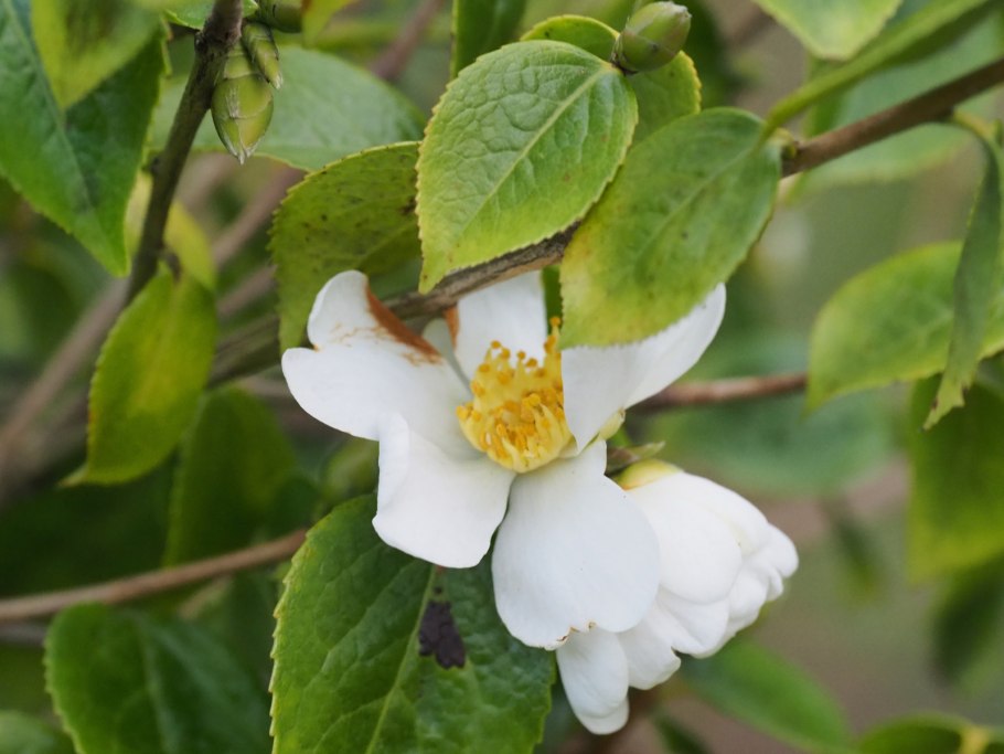 Camellia Oleifera
