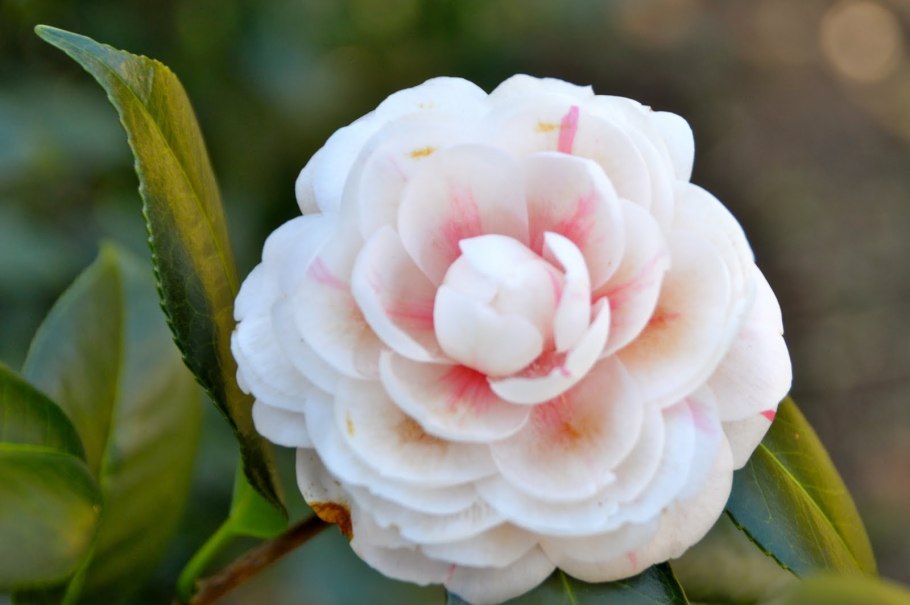 Камелия масличная (Camellia Oleifera) дерево