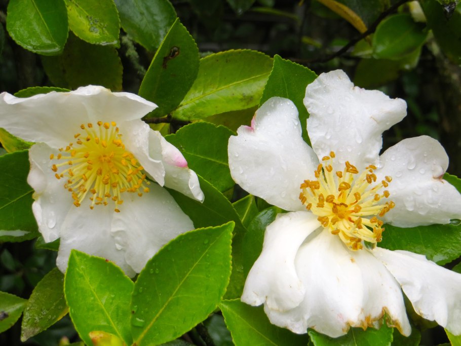 Камелия Императрица