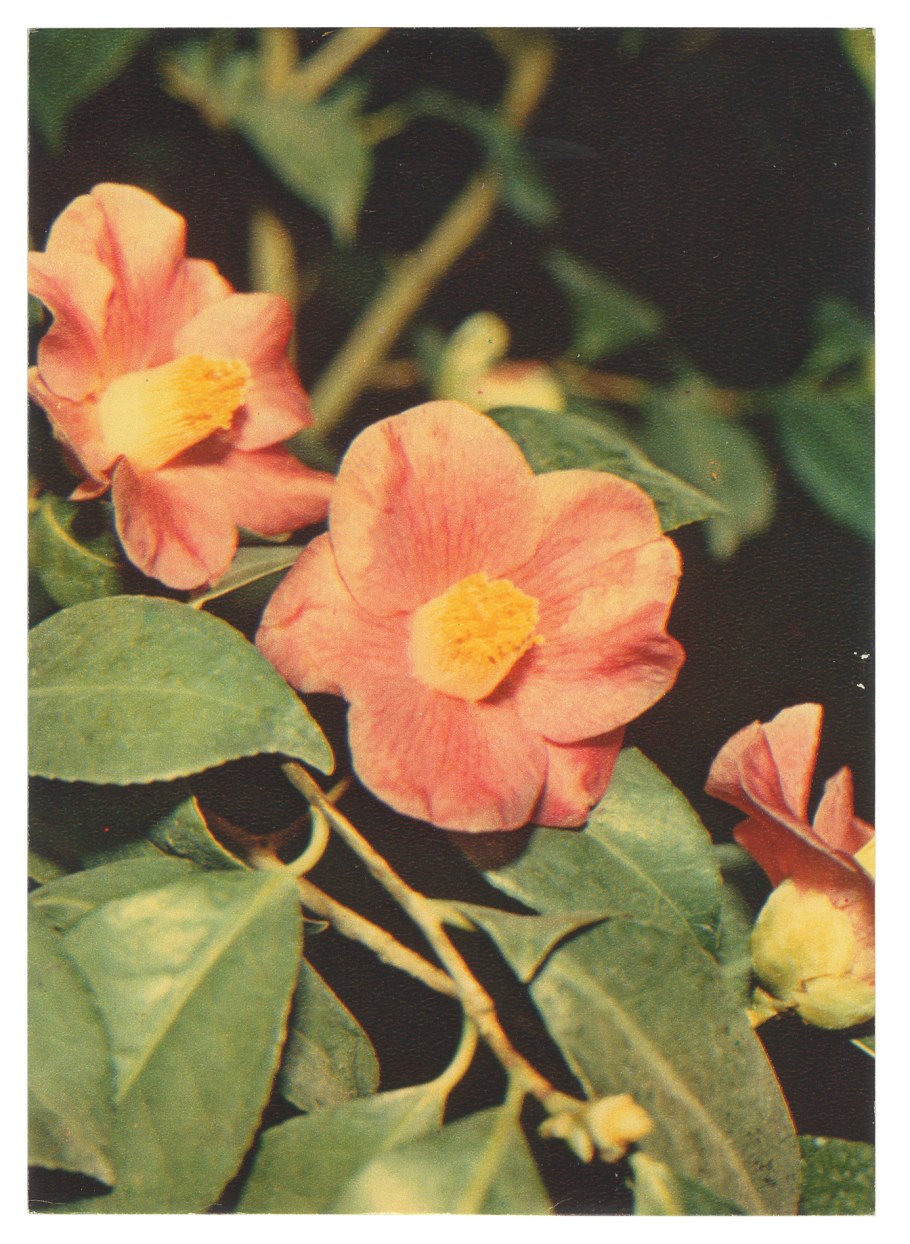 Камелия сасанква