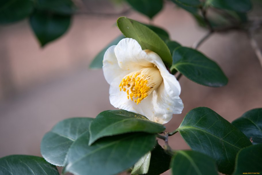 Камелия 'la Peppermint