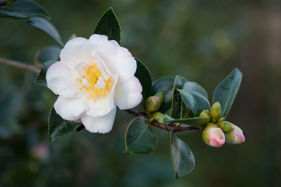 Камелия сасанква Горная