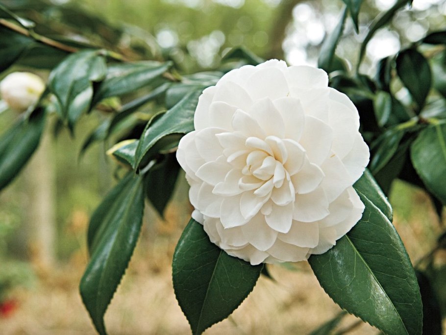 Камелия золотистоцветковая