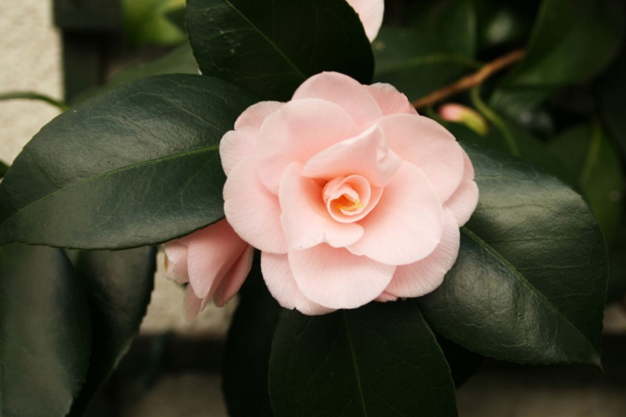 Ветка камелии