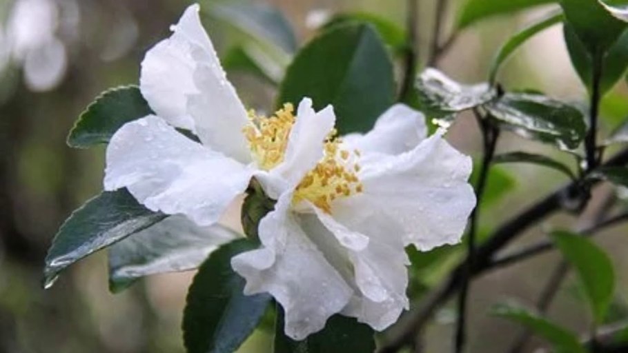 Камелия весенний фестиваль