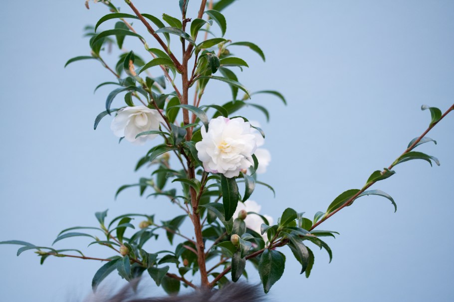 Камелия масличная (Camellia Oleifera) дерево