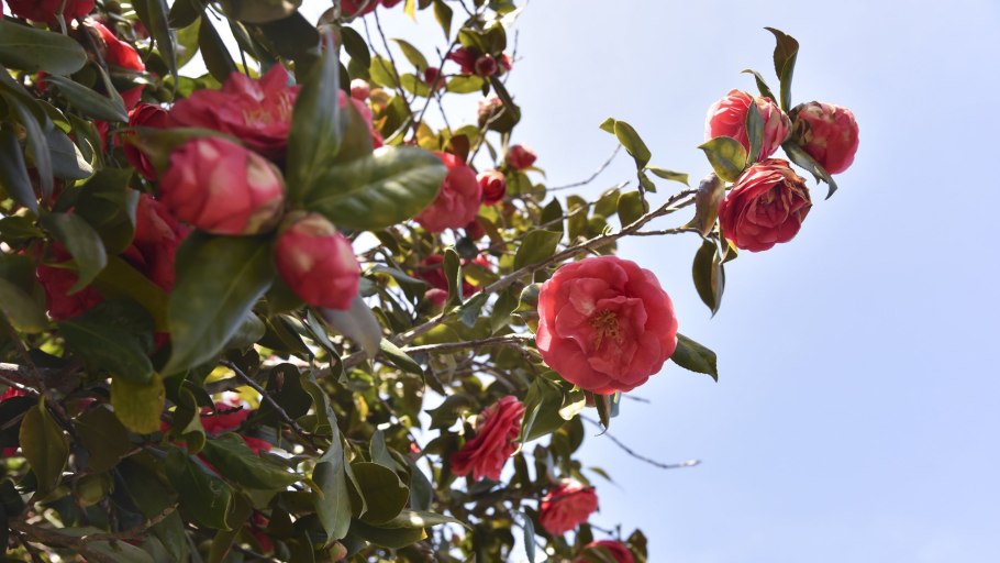 Камелия nitidissima