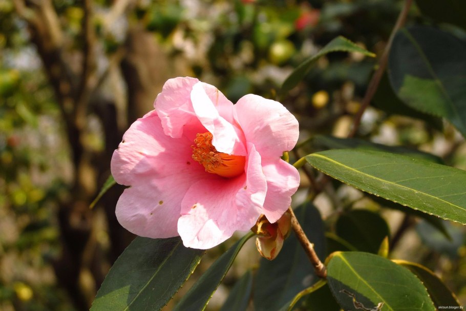 Камелия масличная цветок