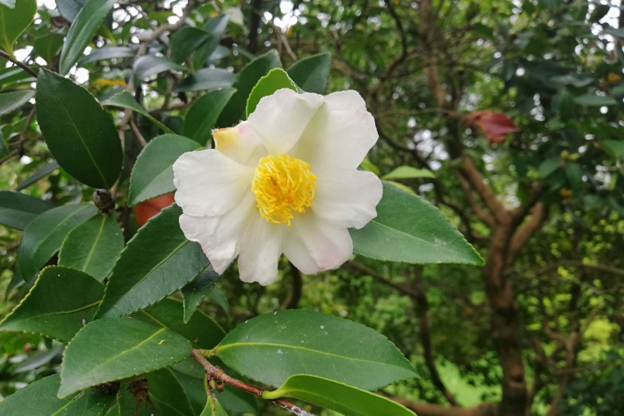 Камелия цветок фото