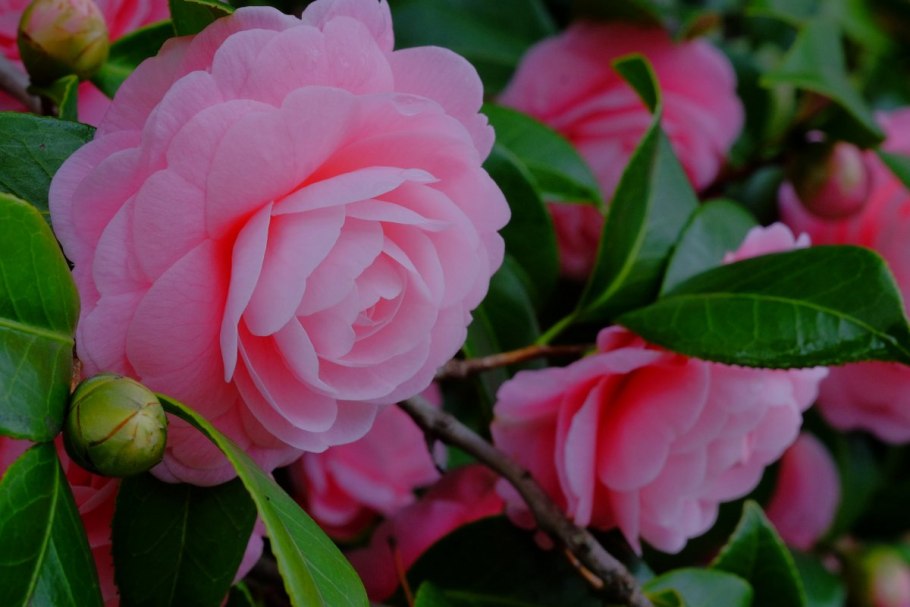 Камелия Дикая