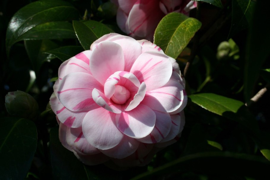 Камелия китайская