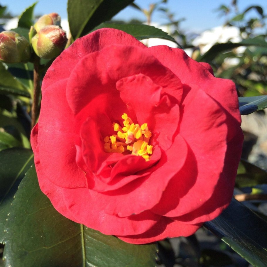 Camellia japonica/Камелия Японика