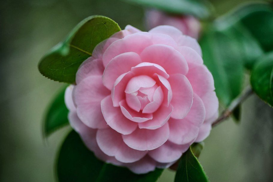 Camellia Oleifera) дерево