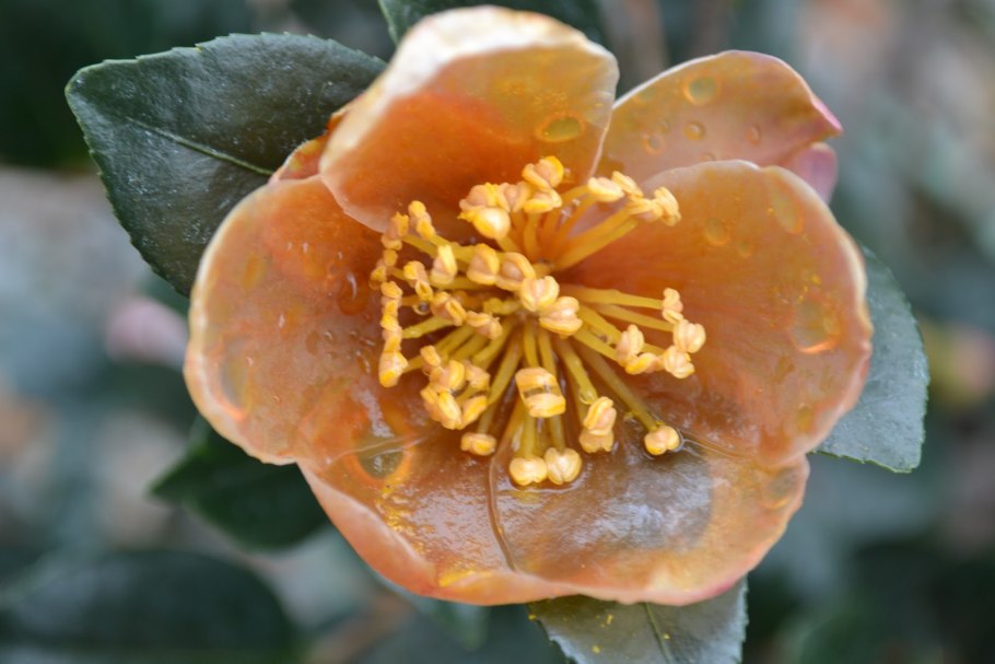 Камелия японская цветок