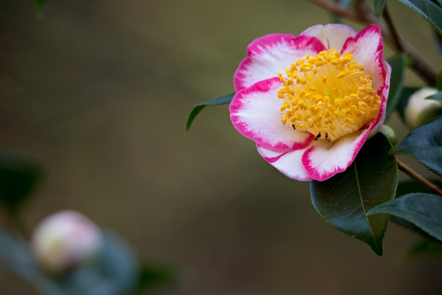 Camellia japonica/Камелия Японика