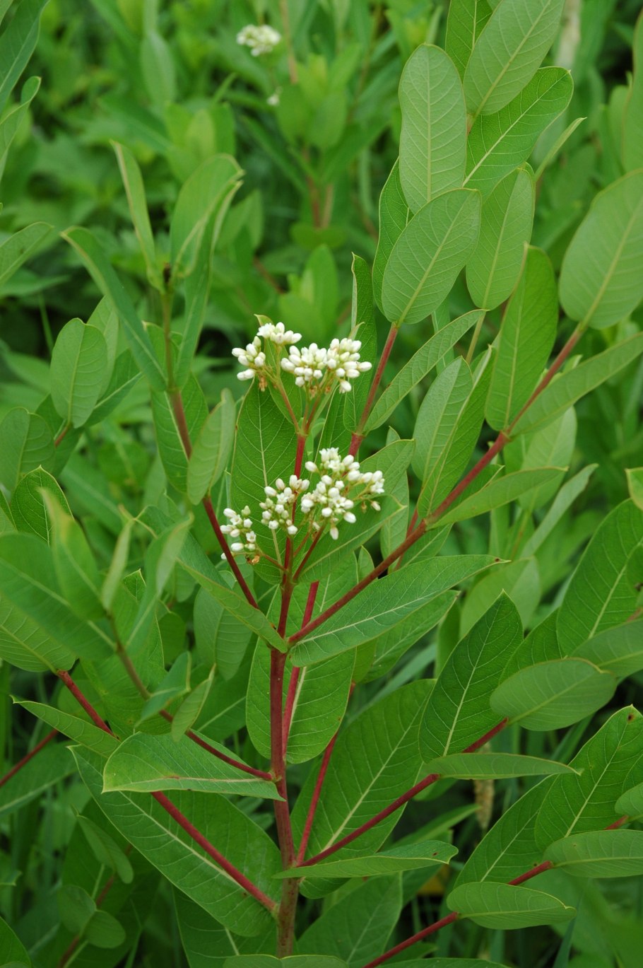 Apocynum cannabinum
