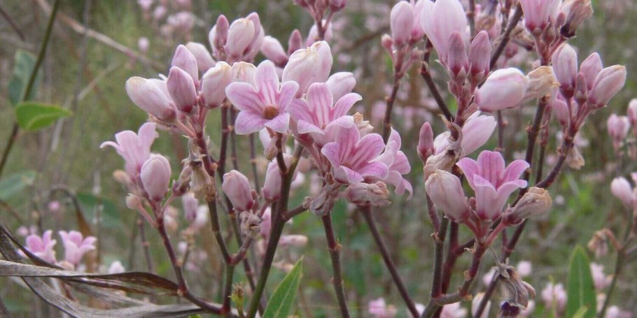 Кендырь ланцетолистный