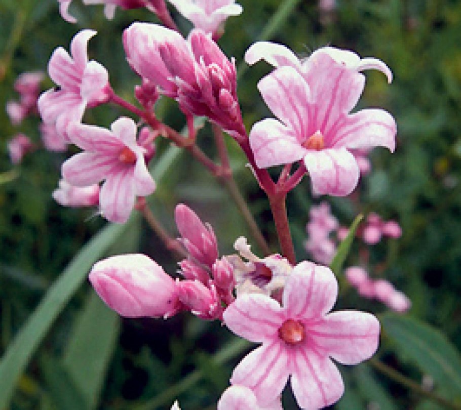 Кендырь пустынный