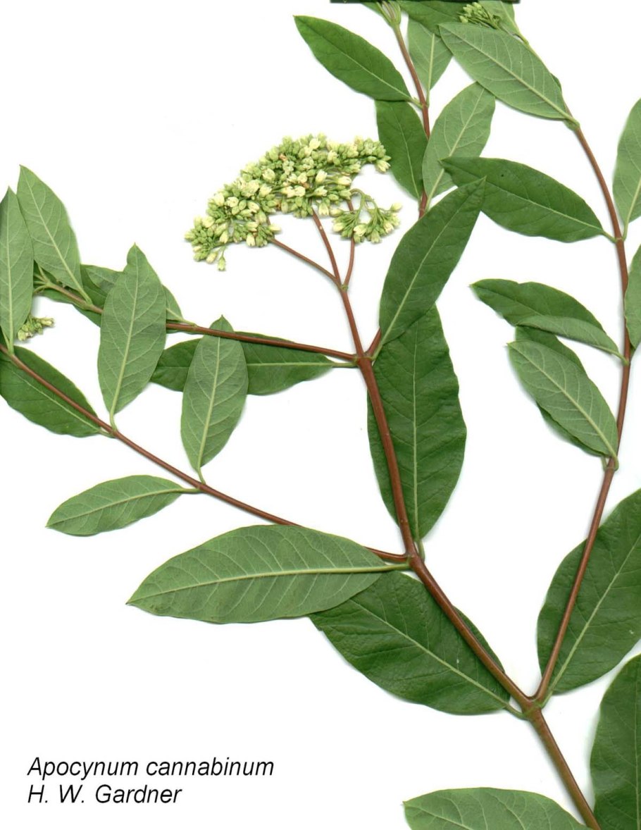 Кендырь пустынный