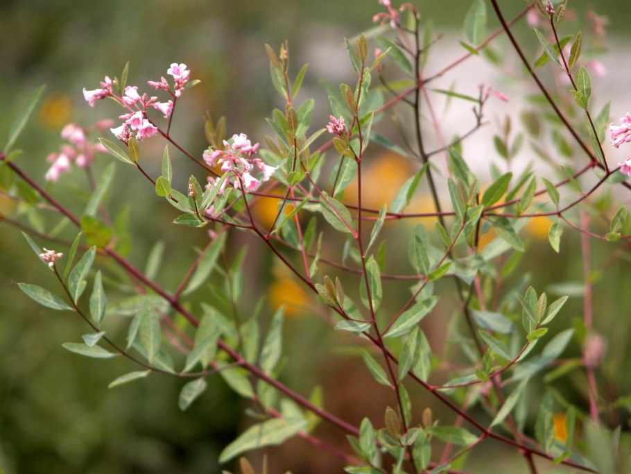 Кутра кендырь