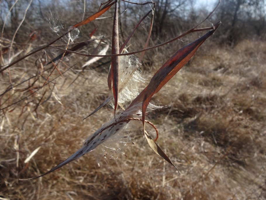 Кутра рисунок