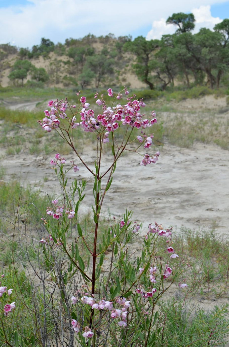 Apocynum androsaemifolium