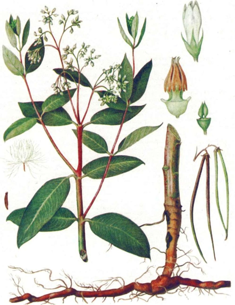 Кендырь коноплевый