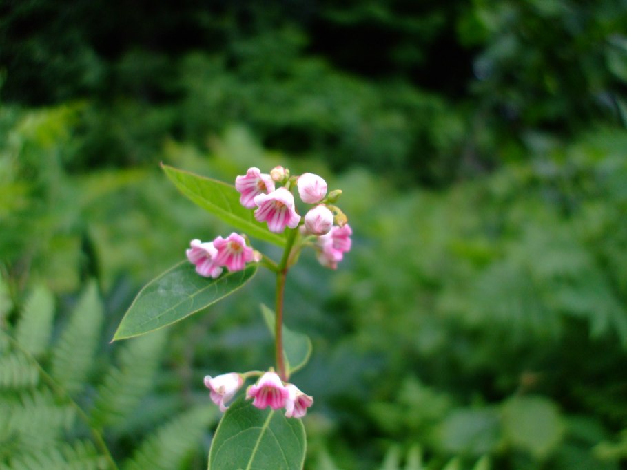 Астраханский биосферный заповедник Флора