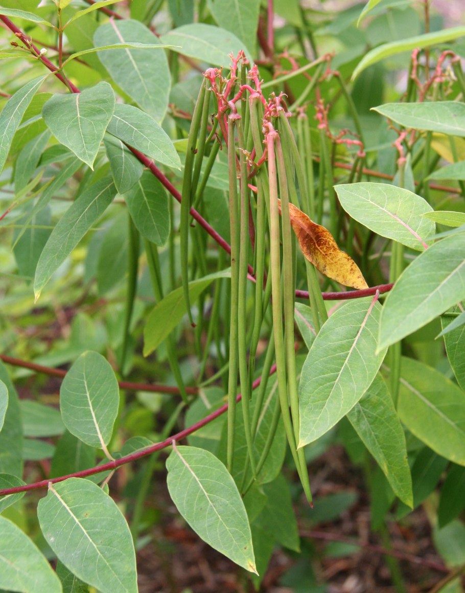 Бучу (Agathosma betulina)