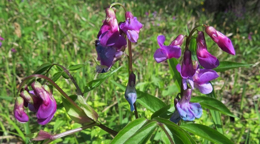 Новосибирск растения красная книга