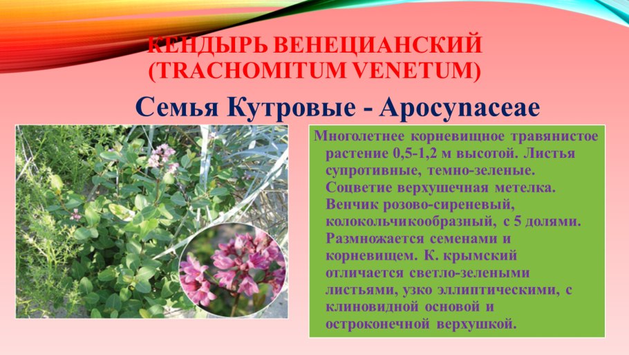 Кендырь коноплевый на белом фоне