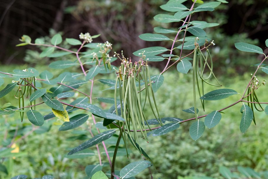 Ваточник сирийский семена