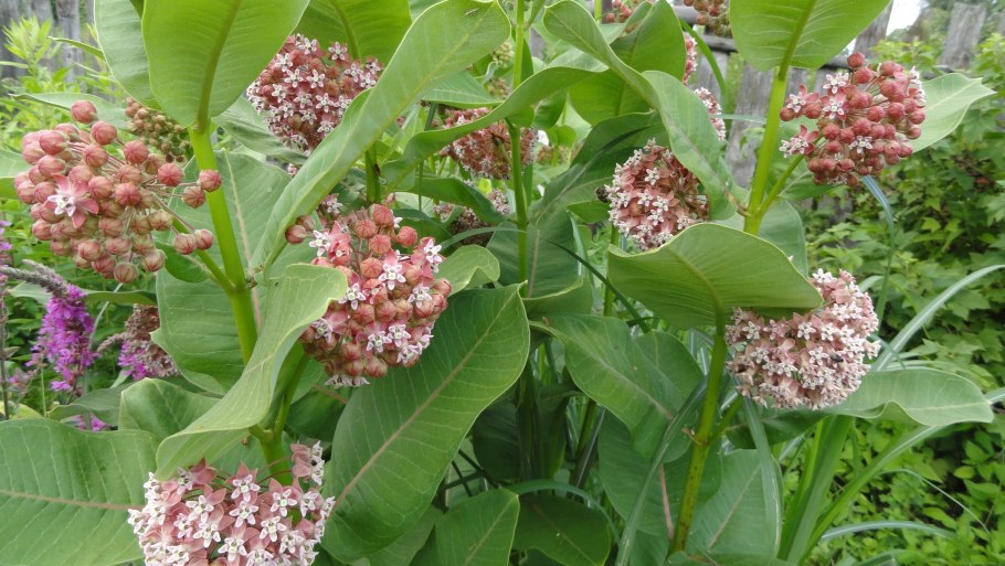 Кендырь коноплевый гербарий