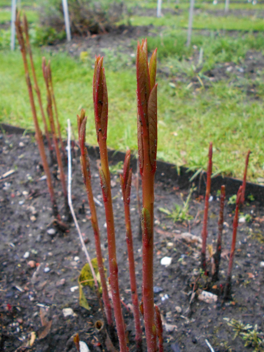 Ваточник сирийский