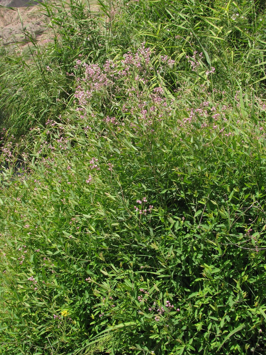 Apocynum androsaemifolium