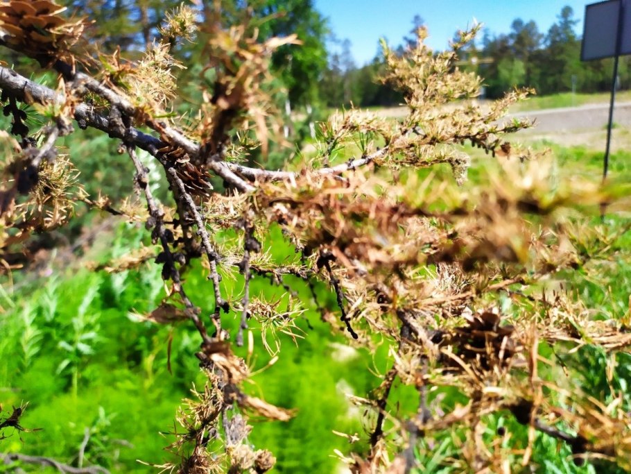 Лиственница Джейн