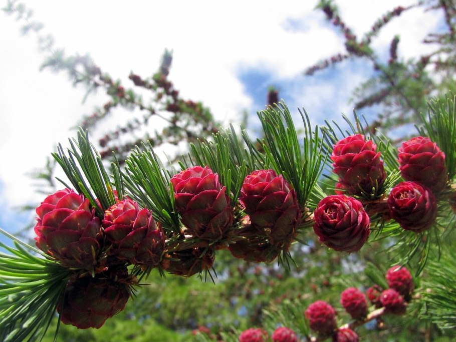 Лиственница Каяндера Камчатская