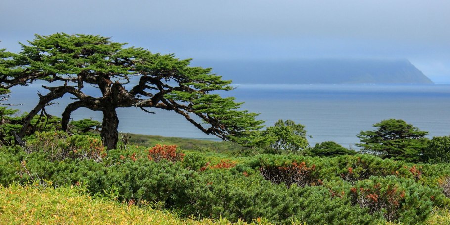 Деревья на Итурупе