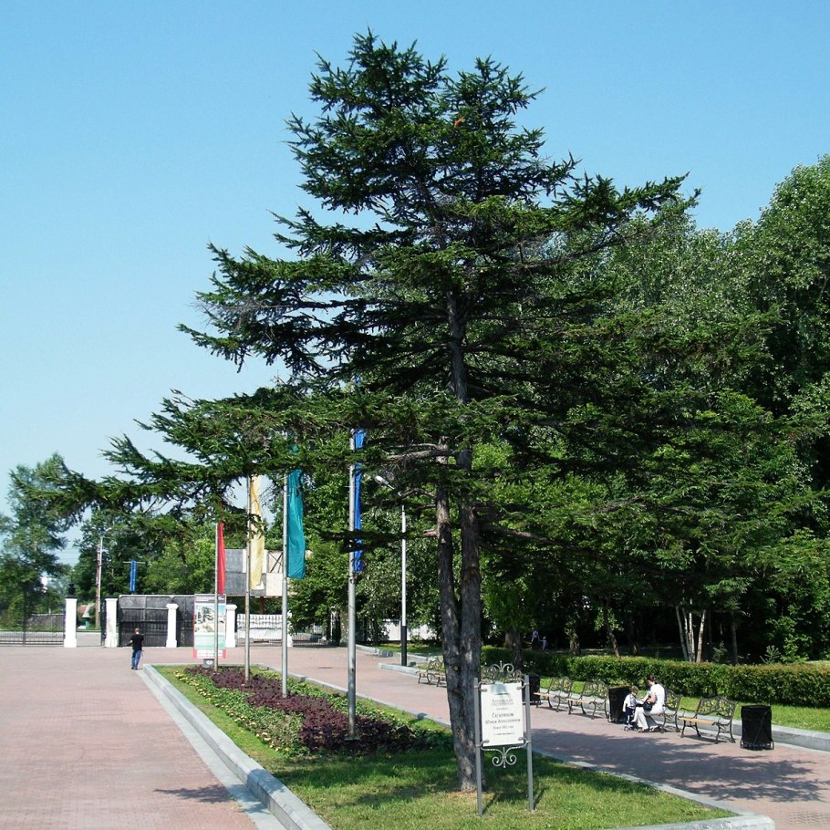 Остров Кунашир деревья