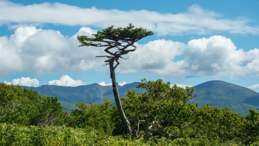 Лиственница Гагарина в Хабаровске
